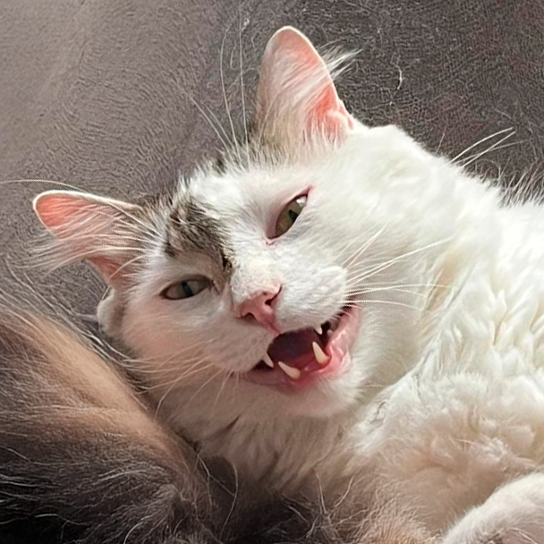 Foto do gato Argentino